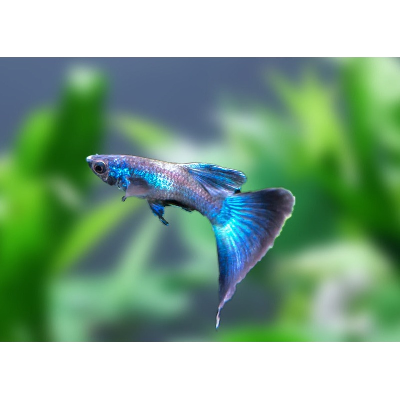 Guppy Male Blue Moscow