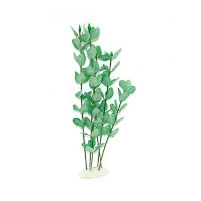 Hailea Bacopa Silk Plant