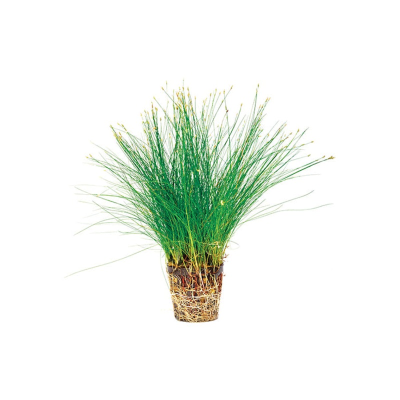 Hairgrass in Mesh Pot