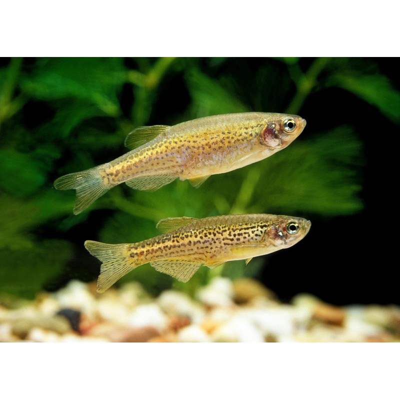 Leopard Danio Special (6 for $22)