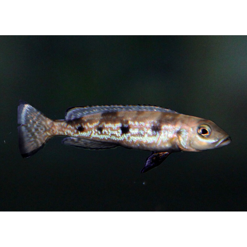 Lepidiolamprologus attenuatus