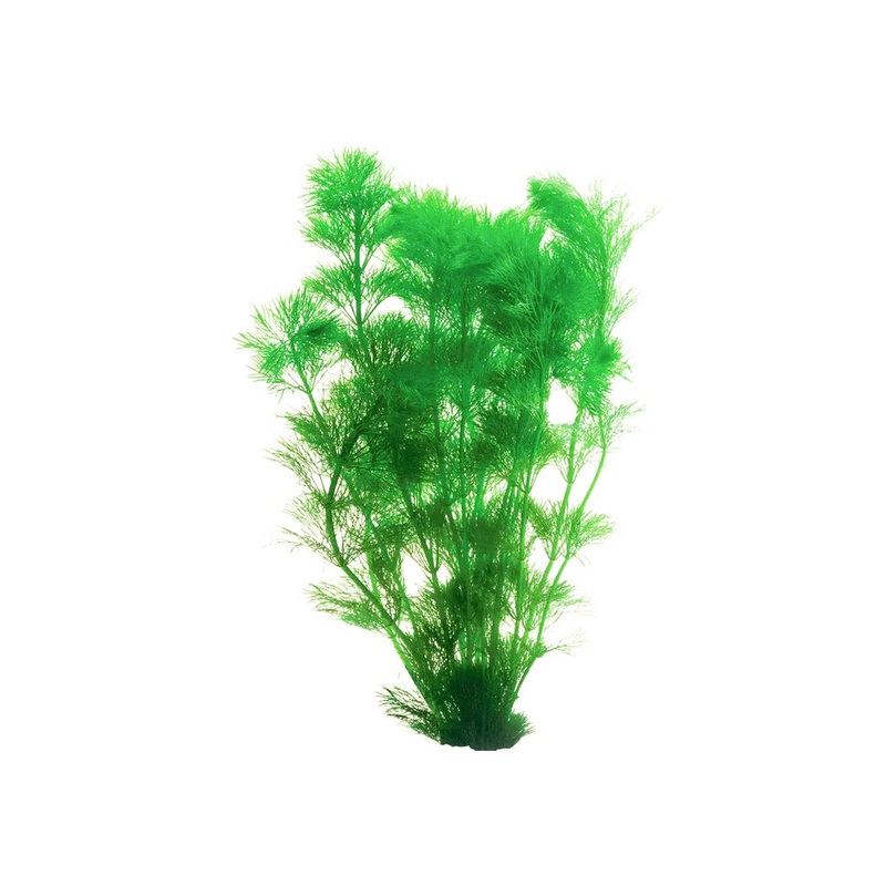 Lime Green Ambulia