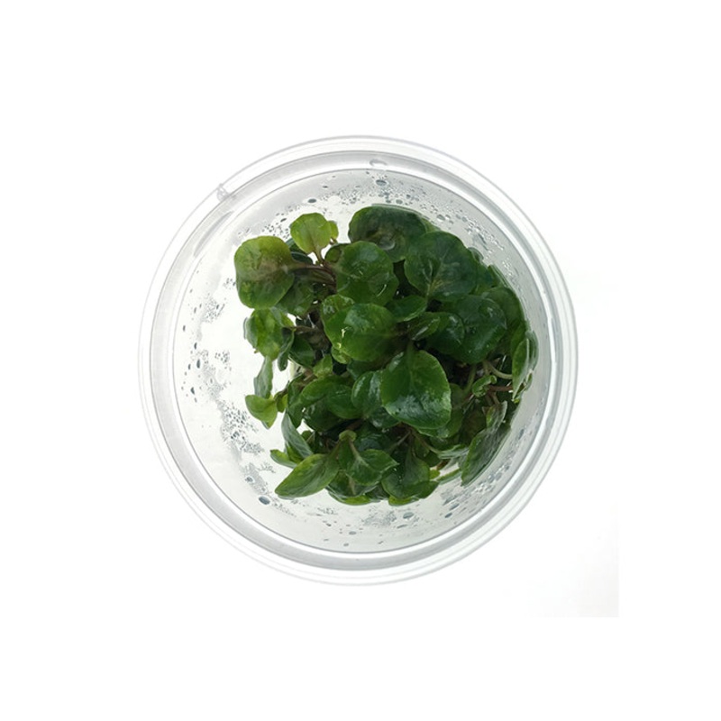 Lobelia Cardinalis Tissue Culture