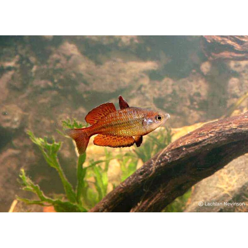 Malanda Gold Rainbowfish - Williams Creek