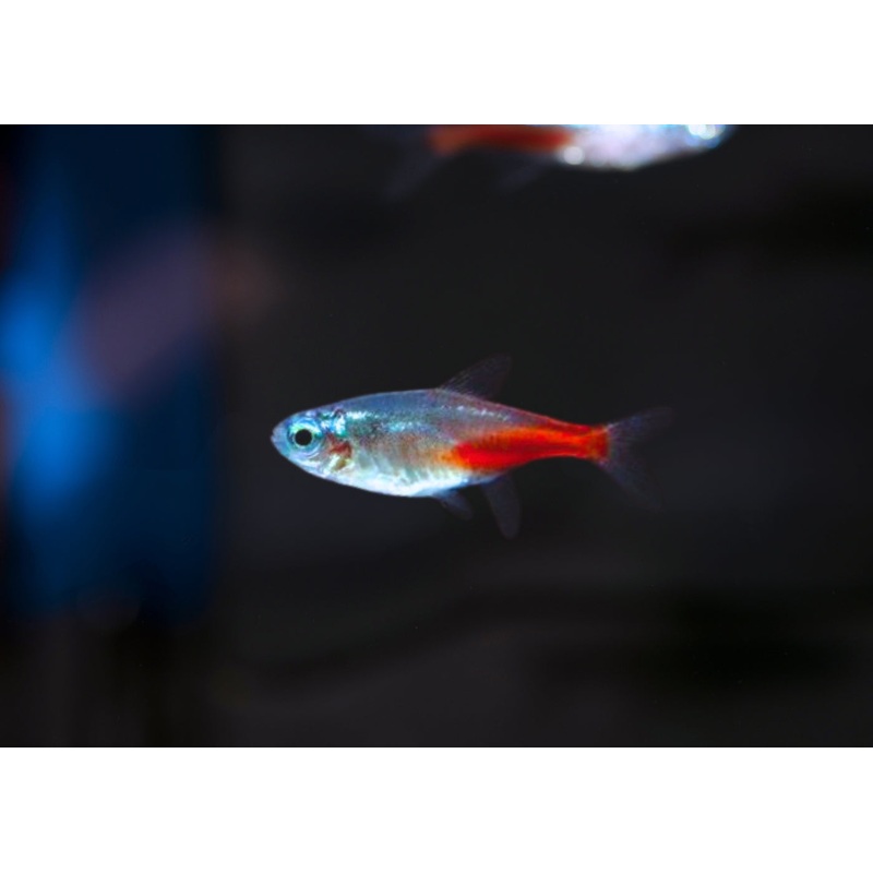 Neon Tetra - Diamond Head - Special 6 for $20