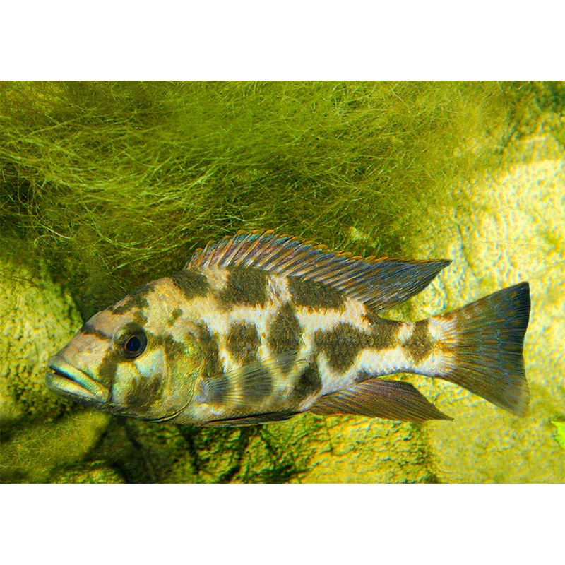 Nimbochromis Livingstoni