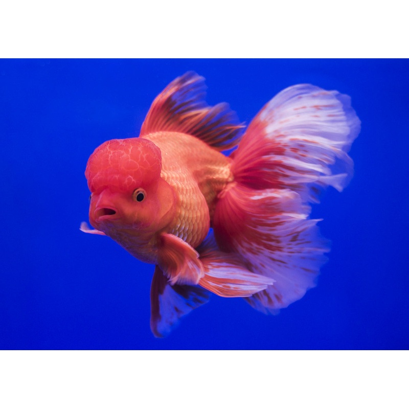 Oranda - Assorted Fancy XL - HIGH QUALITY