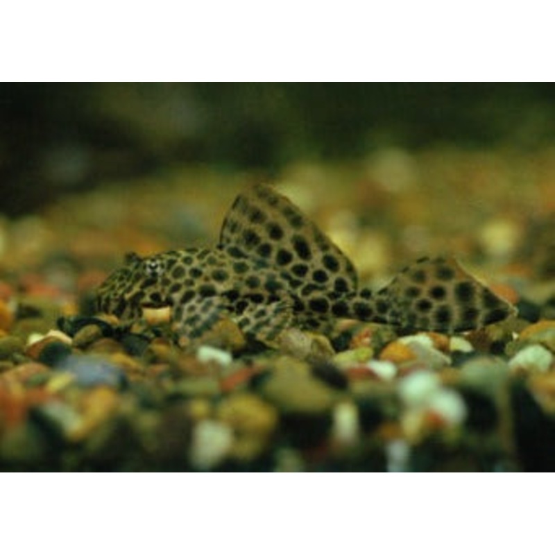 Plecostomus Sailfin -Gibbiceps