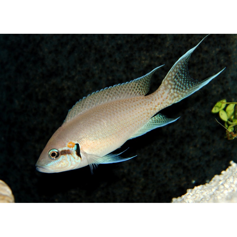 Princess Cichlid
