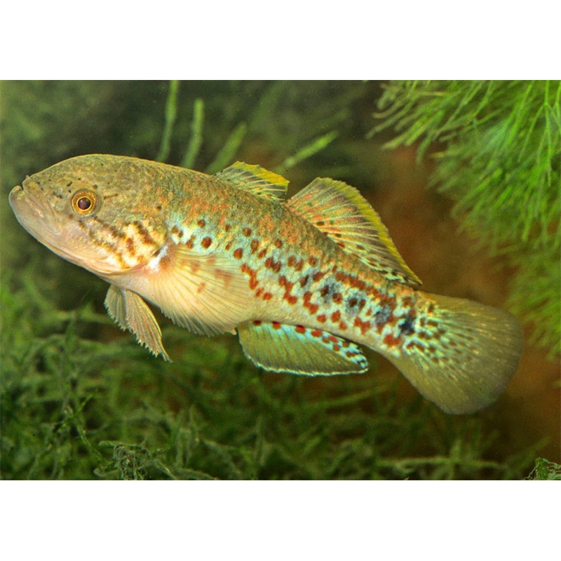Purple Spotted Gudgeon