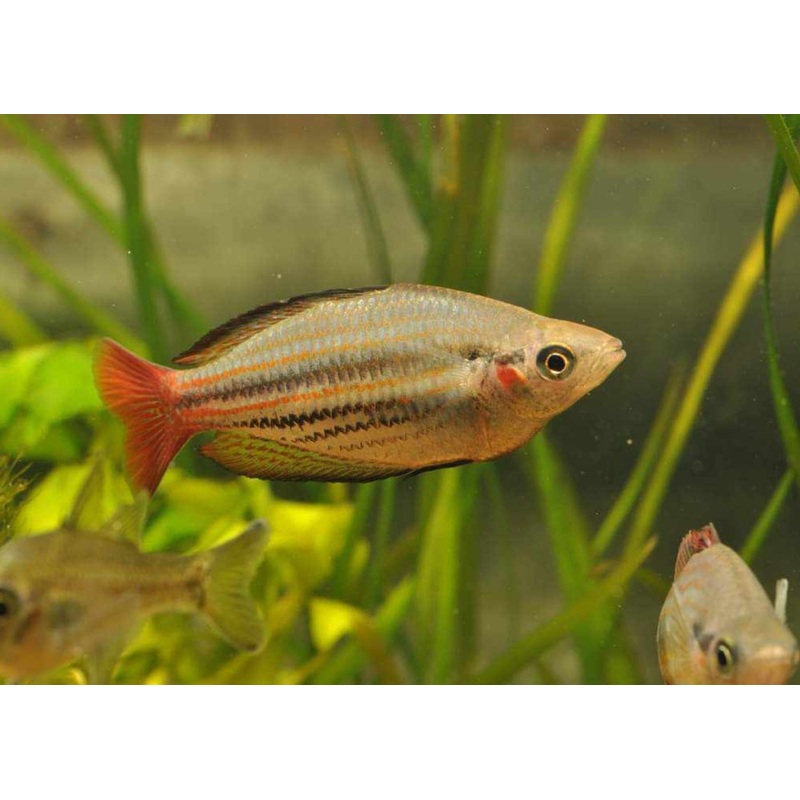 Rainbowfish - Australis