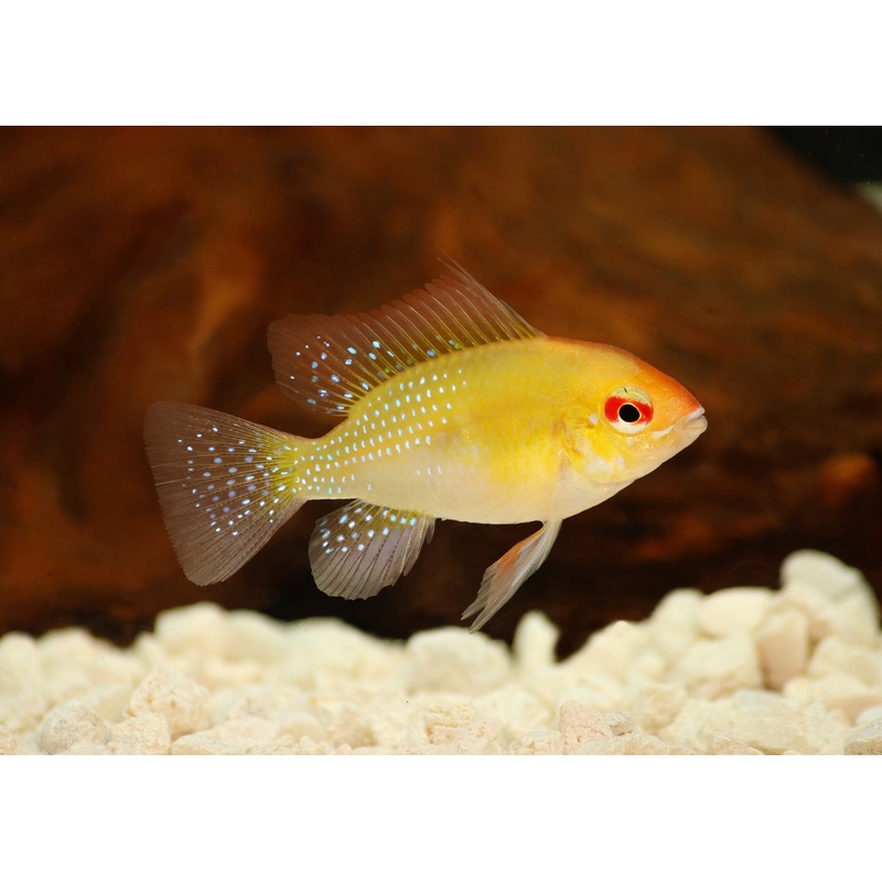 Ramirezi - Gold Ram
