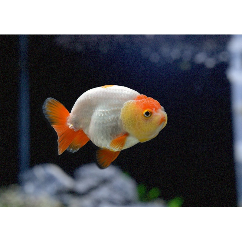 Ranchu Assorted