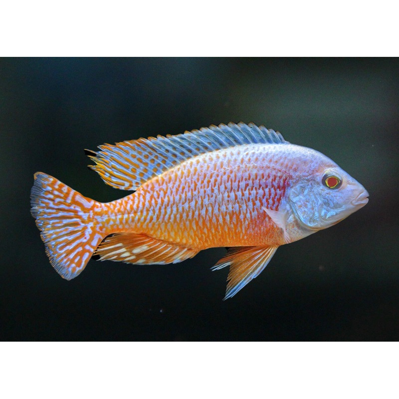 Red Empress - Albino