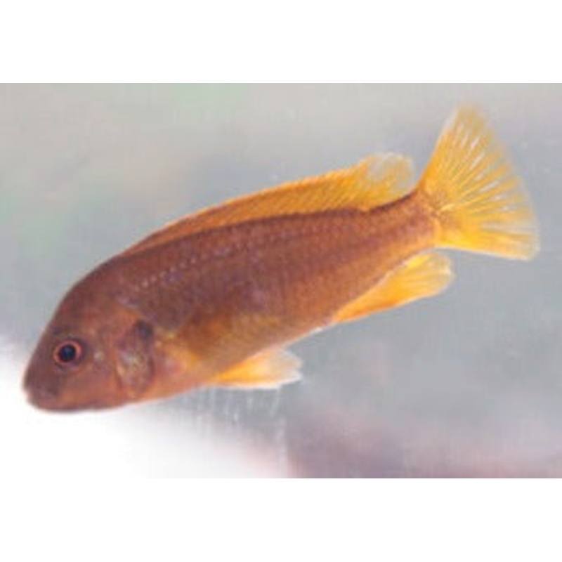 Rusty Cichlid