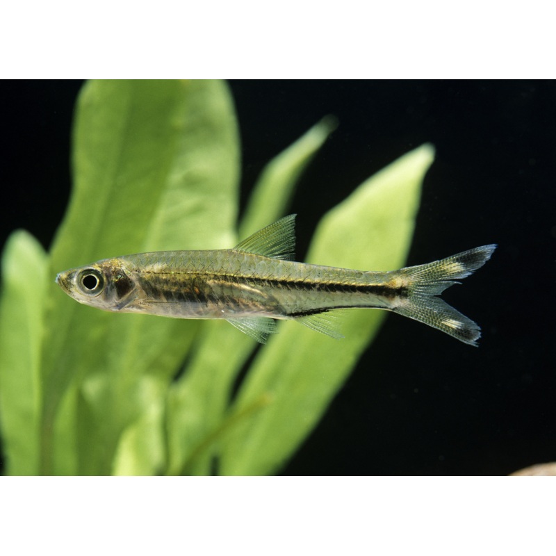Scissortail Rasbora