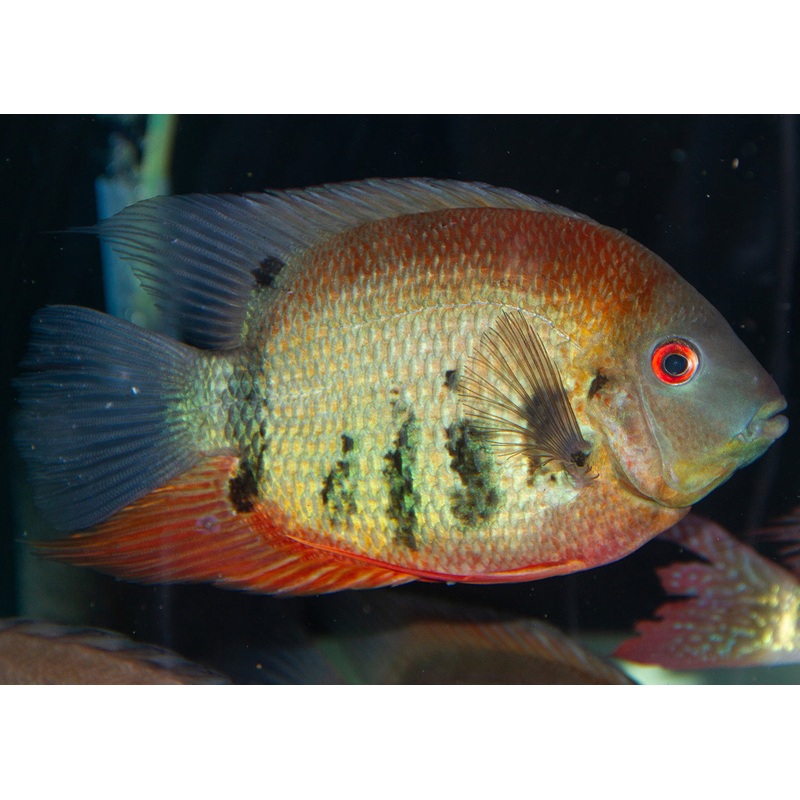 Severum - Rotkeil