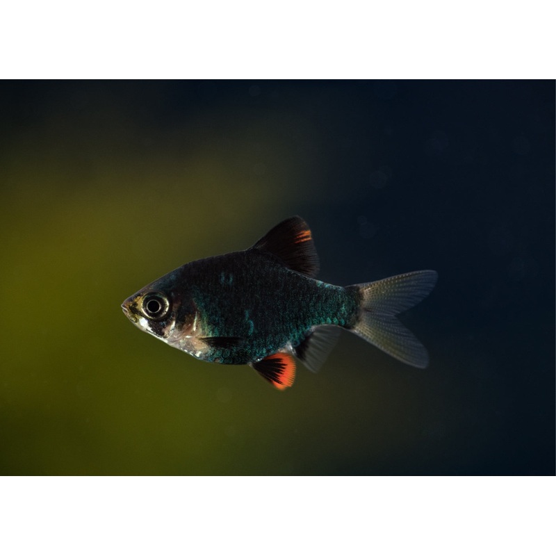 Tiger Barb - Green