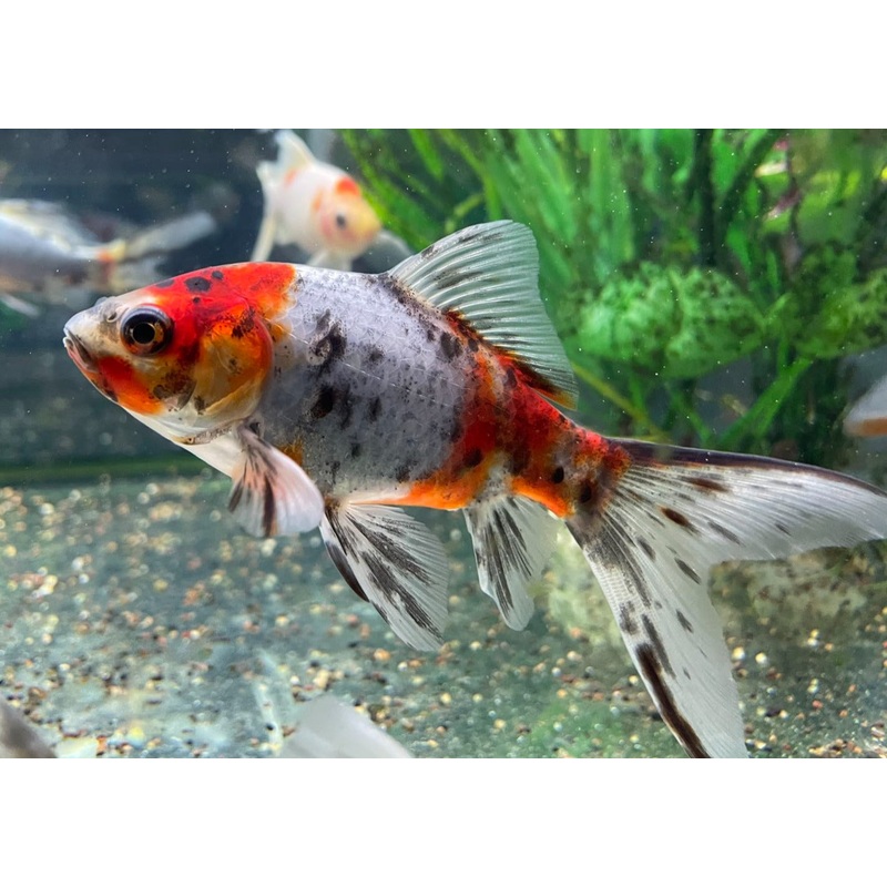 Wakin Calico