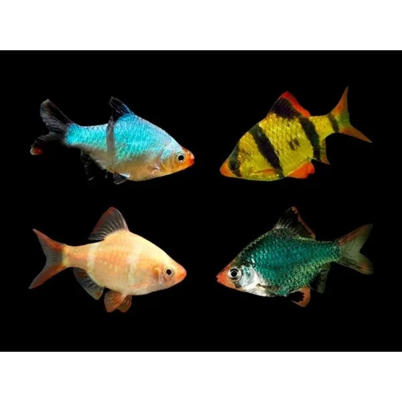Assorted Tiger Barbs