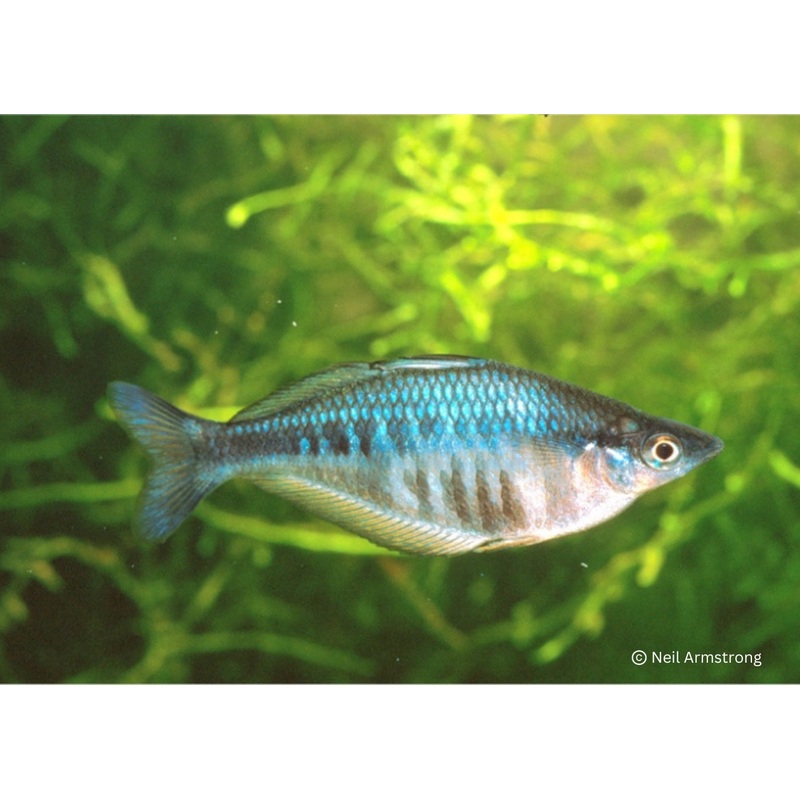 Axelrods Rainbowfish - C.Axelrodi