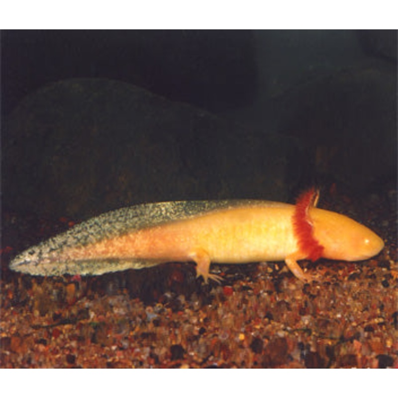 Axolotl - Gold/White/Olive