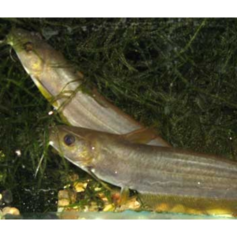 Catfish - Golden Eeltail - Hyrtls