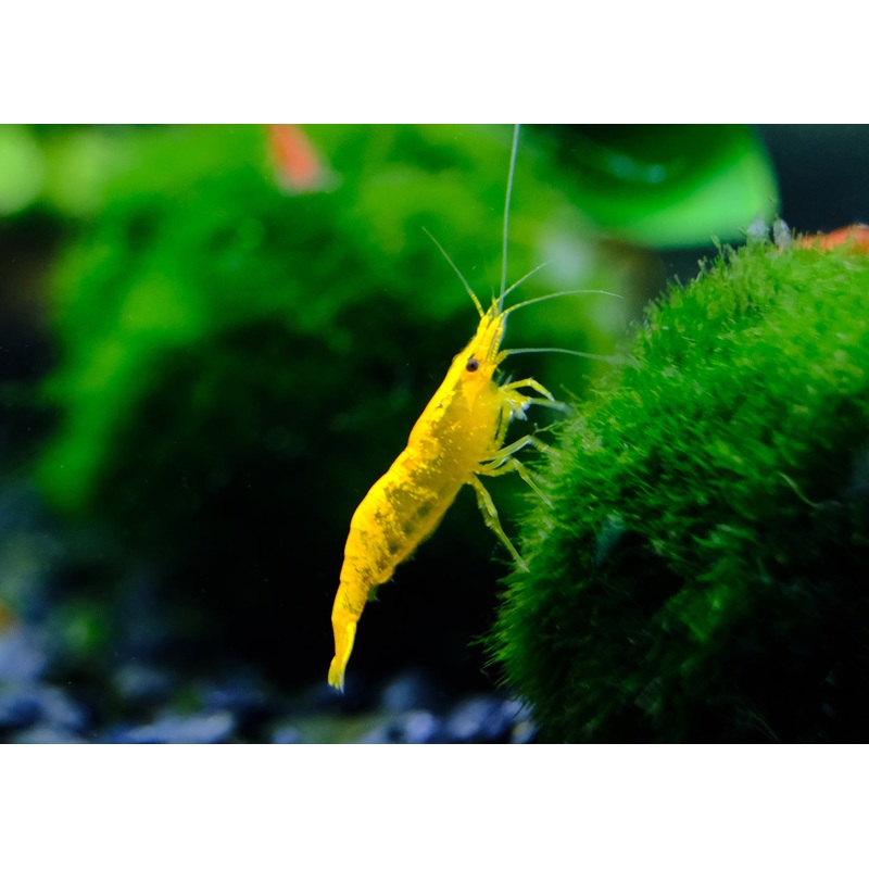 Cherry Shrimp - Yellow
