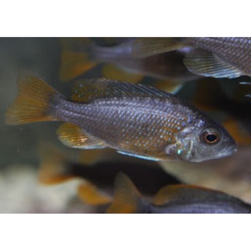 Copadichromis Borleyi Kadango Red