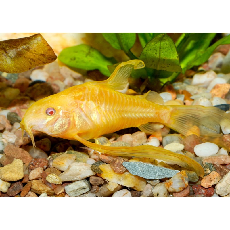 Corydoras Albino- Longfin
