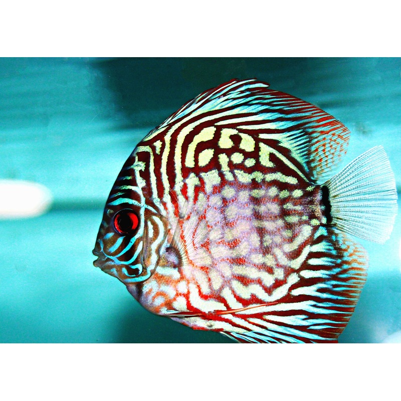 Discus Pigeon Blood