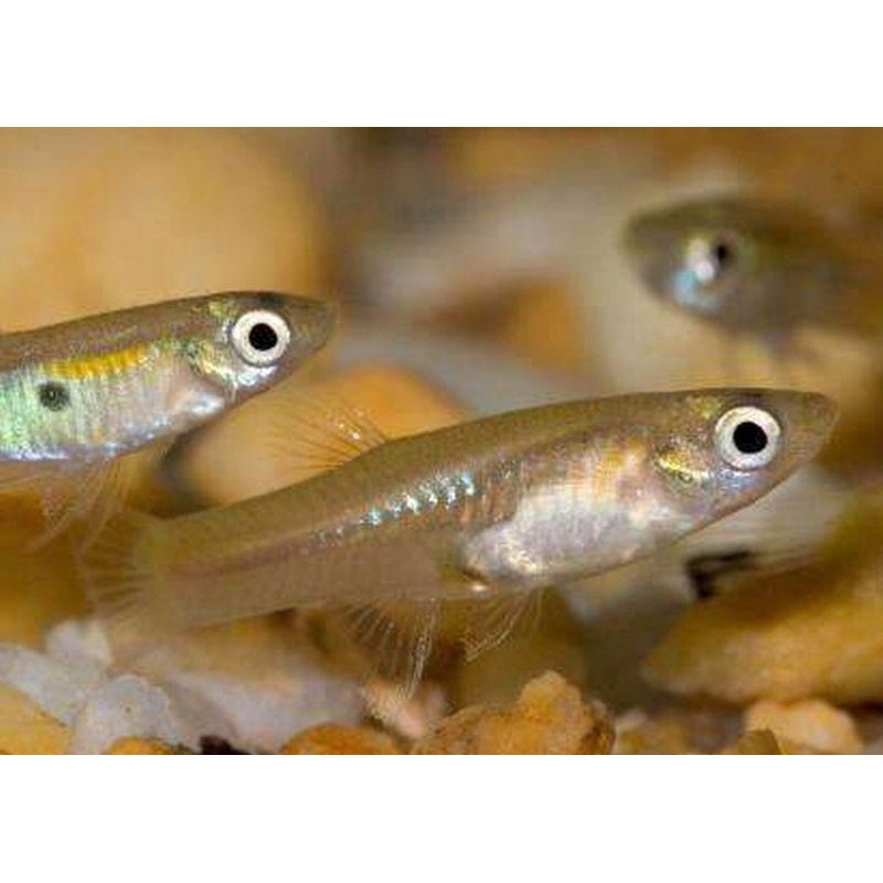 Feeder Fish - Guppy