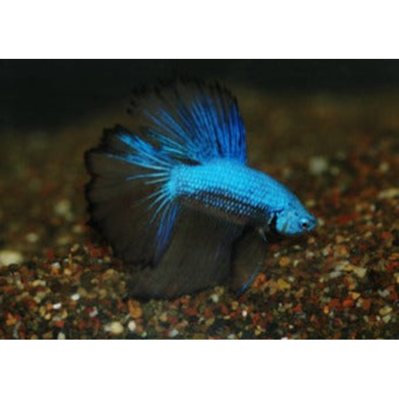 Fighter - Male Halfmoon