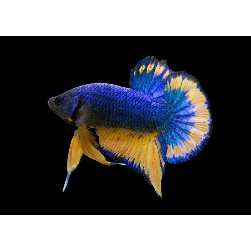 Fighter Male Plakat Halfmoon