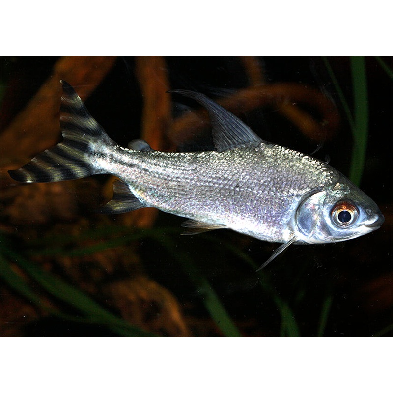 Flagtail Prochilodus