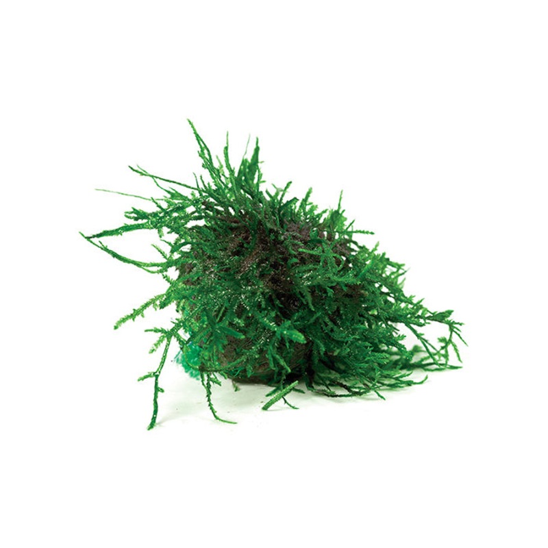 Fontinalis Topiary Balls