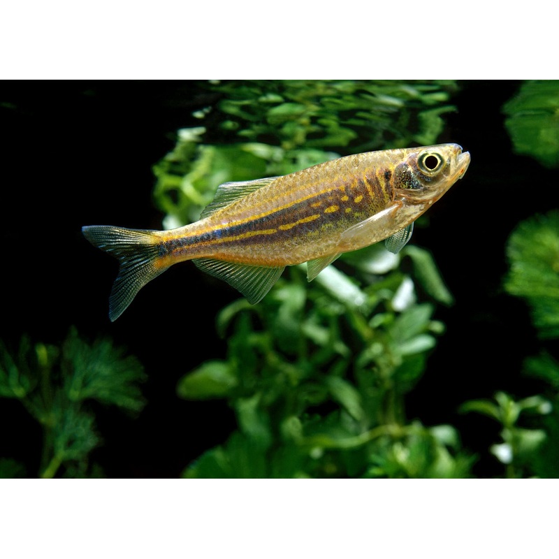 Giant Danio - Special 6 for $30
