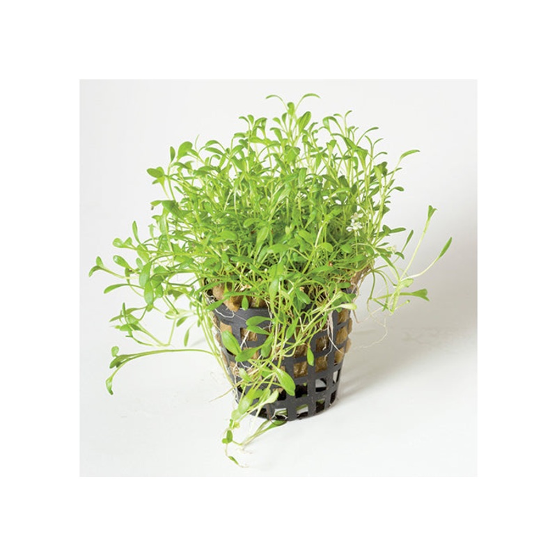 Glossostigma in Mesh Pot