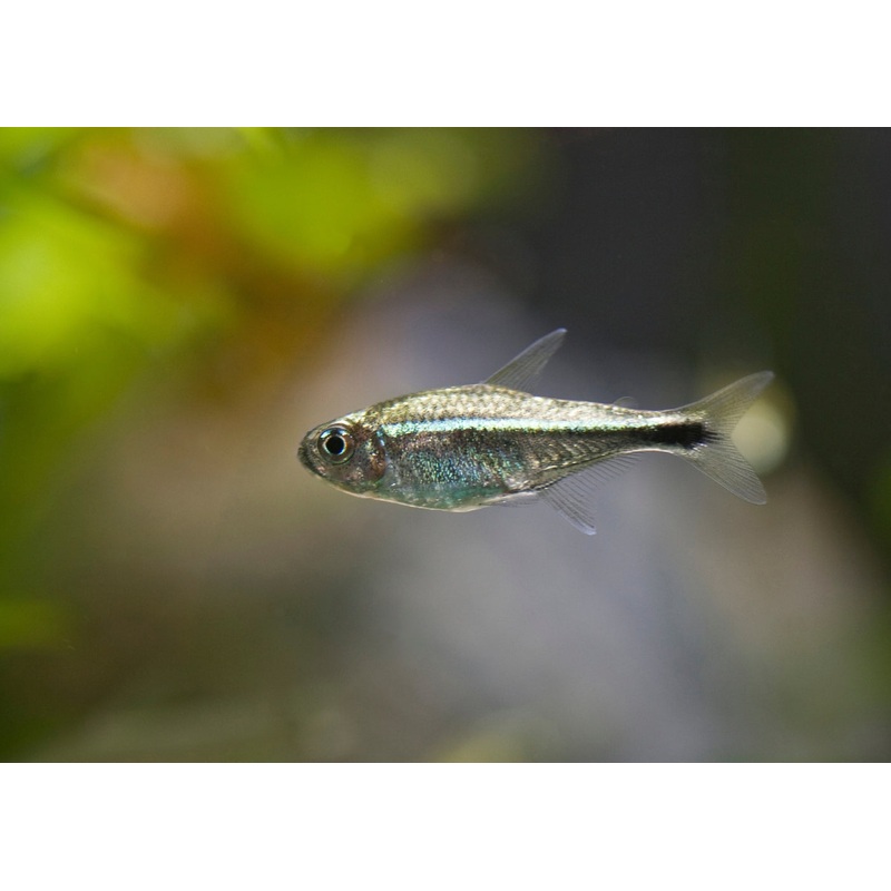 Gold Tetra