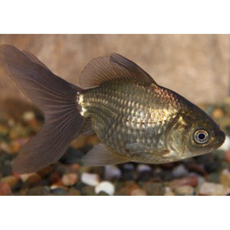 Goldfish - Bronze