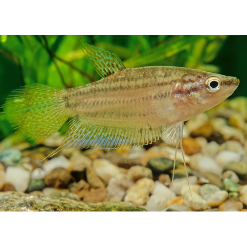 Gourami - Croaking