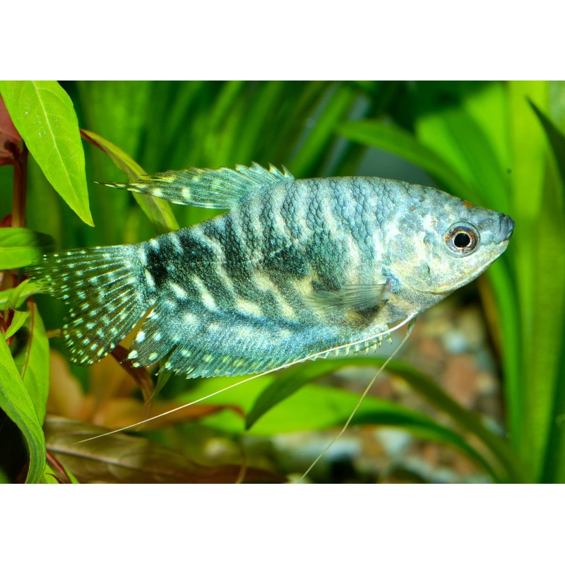 Gourami Opaline