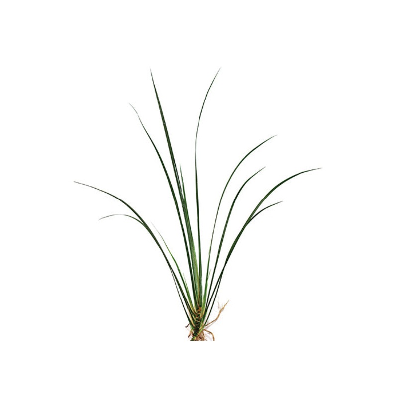 Green Rush
