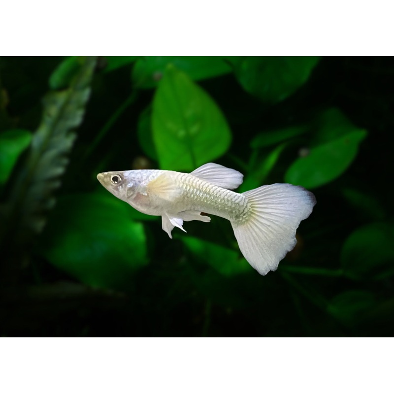 Guppy Male Luminous White