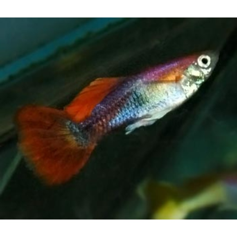 Guppy Male Marigold