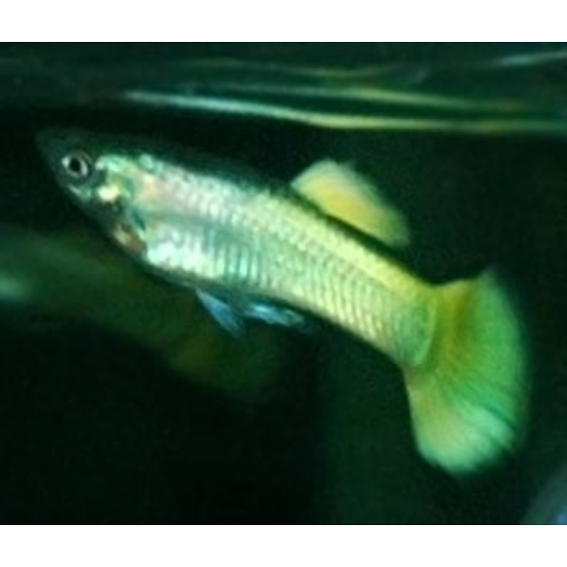Guppy Male Neon Gold