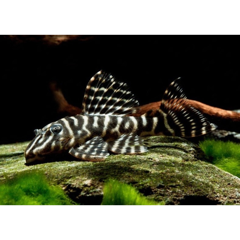 Hypancistrus Debilittera L129 (Colombian Zebra Pleco)