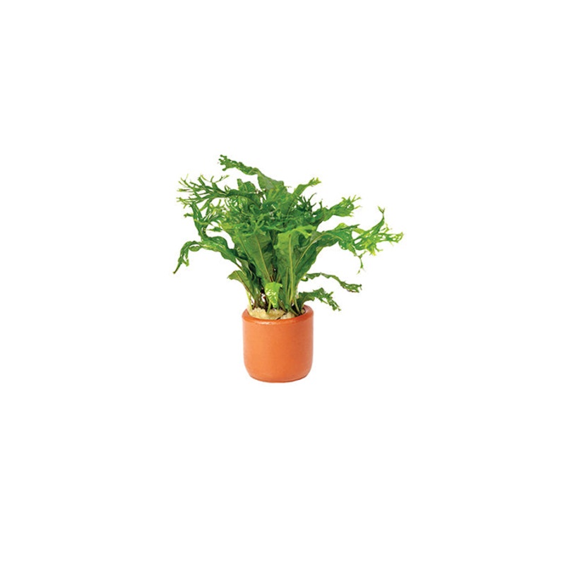 Micro Crested in Terracotta Pot