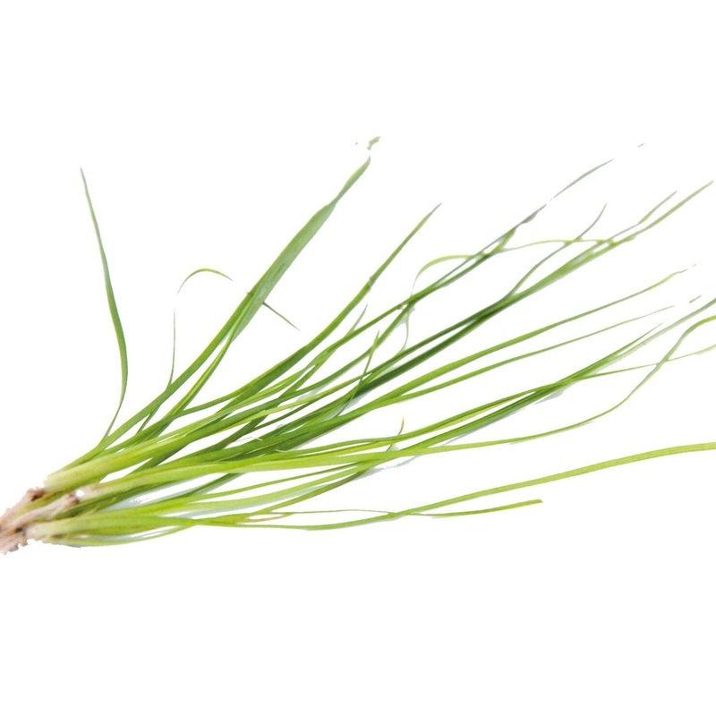 Mini Vallisneria