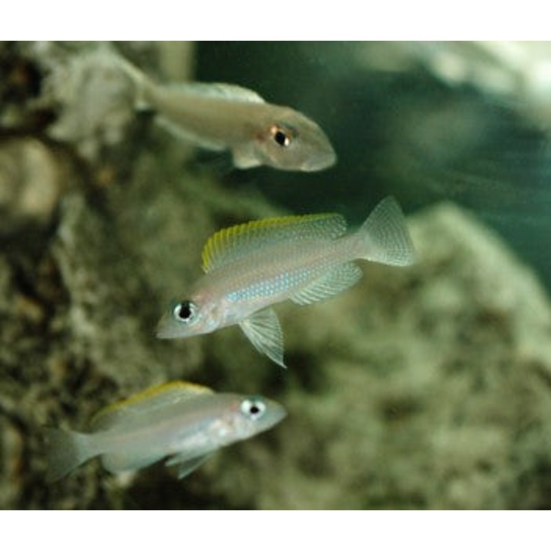 Neolamprologous Caudopunctatus (4 for $30)